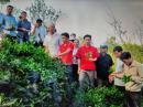 Hà Giang: Cải tạo vườn tạp, tăng thu nhập gấp 2-3 lần